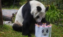 Meksika'daki son panda olan Xin Xin 34. yaş gününü kutluyor