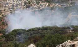 Gaziantep'te çıkan anız yangınında asmalar ve zeytin ağaçları zarar gördü