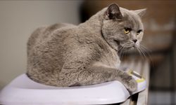 Obez kedi "Şiraz" egzersiz ve diyetle 6 kilo verdi