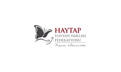 Ülkeye kaçak sokulan 371 canlı hayvan HAYTAP iş birliğiyle korumaya alındı