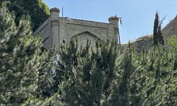 Semerkant'taki "Danyal Peygamber'in makamına" gelenleri sincaplar karşılıyor