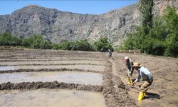 Çukurca'da vatandaşlar çeltik ekimini imece usulüyle yapıyor