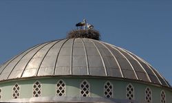 Cami kubbesi 12 yıldır leyleklere yuva oluyor