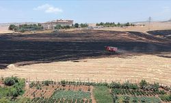 Siirt'te anız yangını çıkan alanlarda hasar tespiti tamamlandı