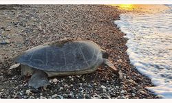 Deniz kaplumbağaları Mersin sahillerine yumurta bırakmaya başladı