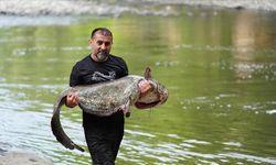Melen Çayı'nda oltaya 52 kilogramlık yayın takıldı
