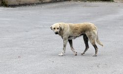 Diyarbakır'da sahipsiz köpeklerin saldırdığı 60 yaşındaki kadın yaralandı