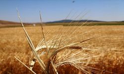 Çiftçilere ödenecek bitkisel üretim destekleri belli oldu