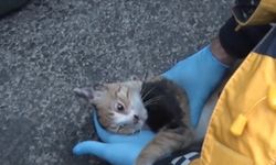 Yangında mahsur kalan kedi kalp masajıyla hayata döndü