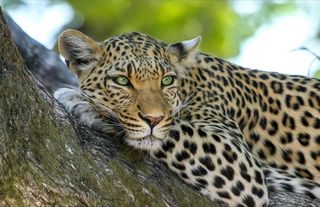 Tanzanya'da leopar ve çitalar sayılıyor