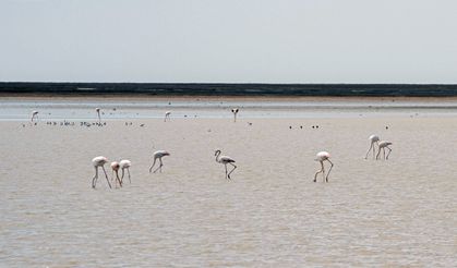 Tuz Gölü'nde beslenen flamingolar
