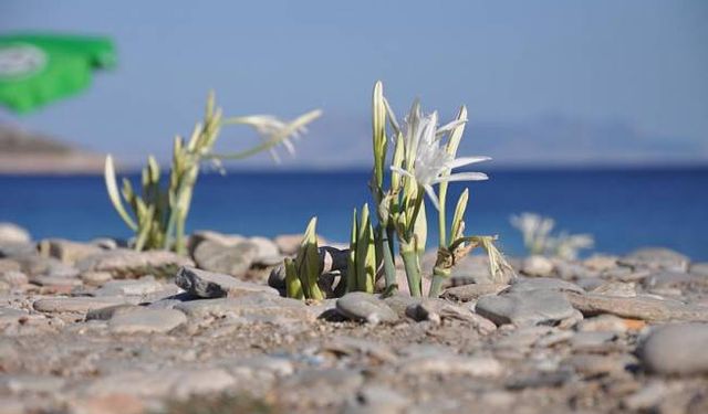 Datça'da kum zambakları çiçek açtı, ilçe halkı korumaya aldı