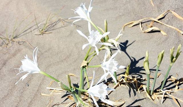 Kum zambakları Demre sahillerinde çiçek açtı