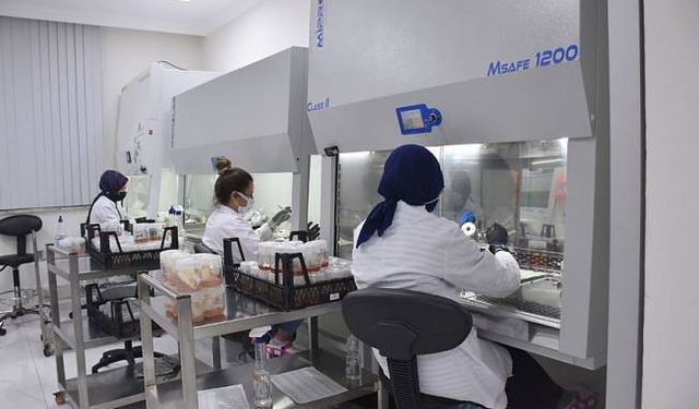 OGM’ye bağlı ilk ‘Doku Kültürü Laboratuvarı’ seri üretime başladı
