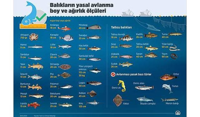 Marmara Denizi'ndeki kirlilik hamsilerin yeterince beslenememesine neden oldu