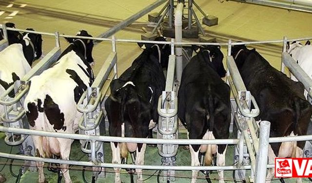 TÜİK: Toplanan süt miktarı nisan ayında arttı