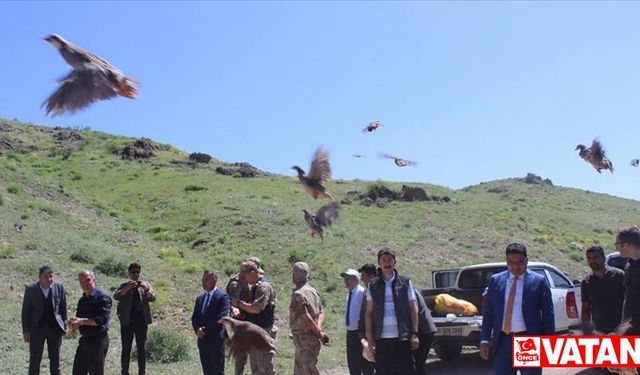 Kars'ta kınalı keklikler doğaya salındı