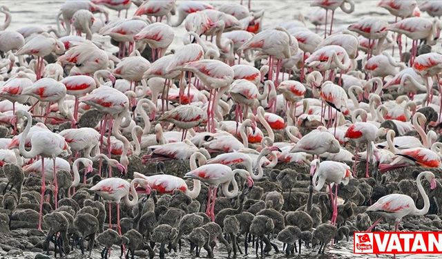 Yunanistan'da onlarca flamingonun ölümüne elektrik kablolarının sebep olduğu ortaya çıktı