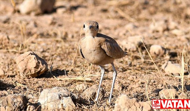 Nadir görülen kuş türü "Çölkoşarı" Şanlıurfa'da fotoğraflandı