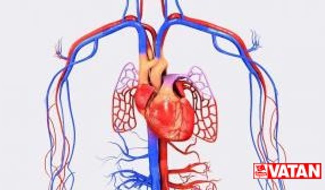 Kalp Damarları Biyoadaptör Teknolojisi ile konforla açılıyor
