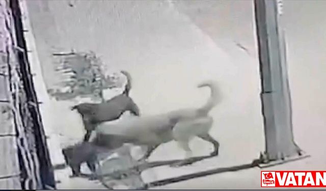 Antalya'da 2 köpeğin kediyi öldürmesi kameraya yansıdı