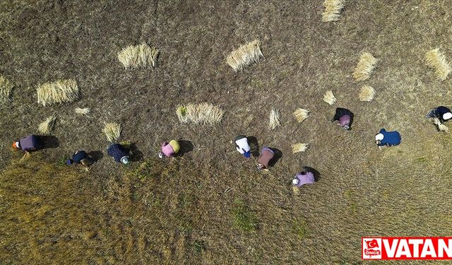 Bayburt'ta kadınlar komşularının buğdayını imece usulü biçti