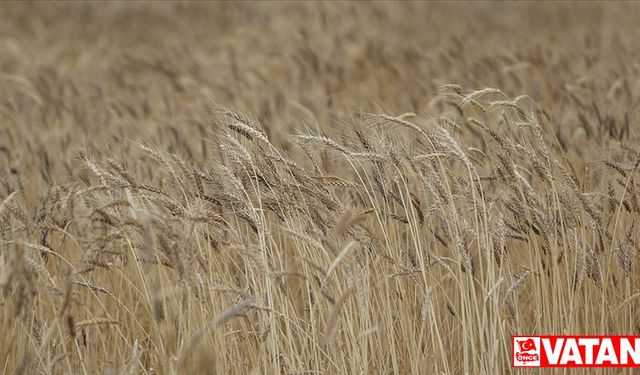 Van'da buğday ve arpada yüksek rekolte bekleniyor