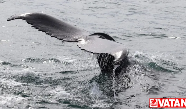 İzlanda'da turistler geri döndü, ancak balina avı da geri döndü