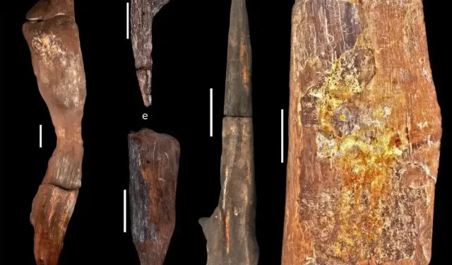 Zambiya'da 500 bin yıl öncesine ait tahta parçaları keşfedildi
