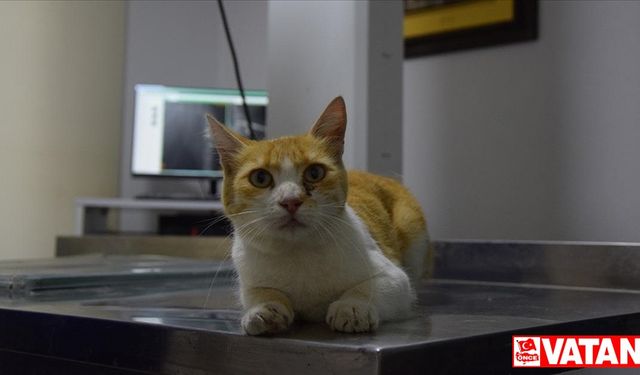 Sahipsiz kedi "Sarmal"ın kırılan bacağı ameliyatla tedavi edildi