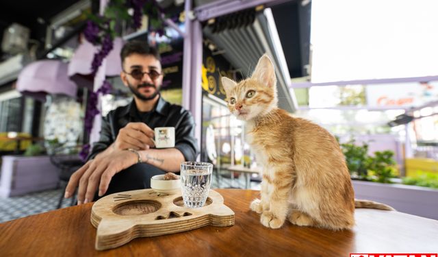 Ankara'nın ilk "kedi" konseptli kafesine müşterilerden yoğun ilgi