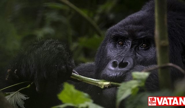 Uganda'da yağmur ormanlarındaki 17 üyeli goril ailesi koruma altında yaşamını sürdürüyor