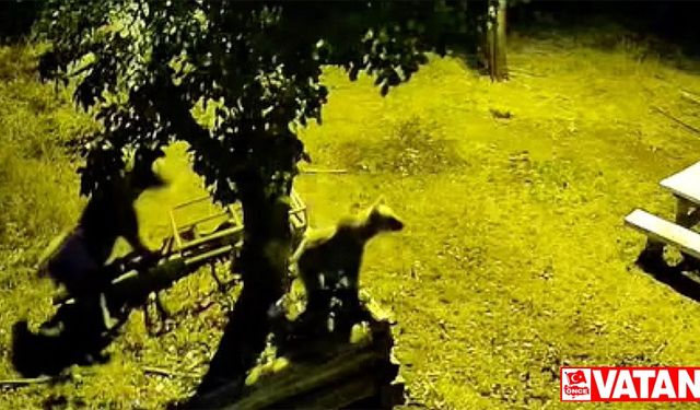 Kastamonu'da armut ağacına çıkan ayılar kameraya yansıdı
