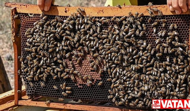 Yaban arılarının azalması büyük tehlike yaratabilir