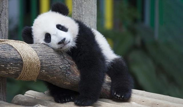 Çin Devlet Başkanı Şi'den ABD'ye "dostluk elçisi" panda