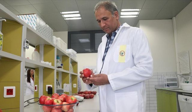 Niğde misket elmasının hastalıklara dayanıklı genleri, ABD'de yeni elma çeşitlerine aktarılacak