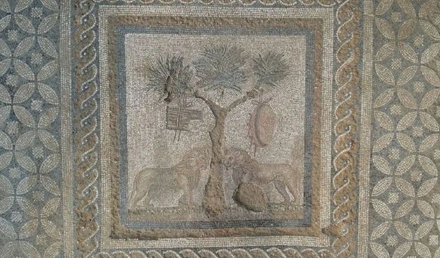 Antik Prusias ad Hypium'da aslanları tasvir eden mozaik keşfi