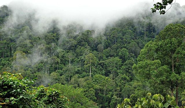 Amazon Havzası'ndaki yasa dışı faaliyetler ormansızlaşmayı artırıyor