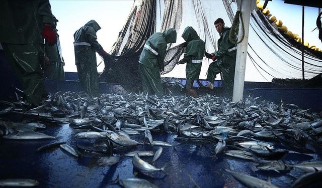 BM: Akdeniz ve Karadeniz'de aşırı avlanma son 10 yılın en düşük seviyesinde