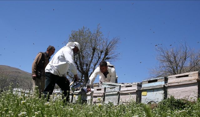 Arıların yeteri kadar nektar alamaması koloni kayıplarına yol açıyor