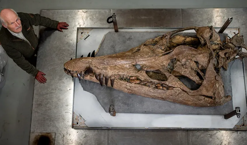 Pliosaur keşfi: Dorset kayalıklarından dev deniz canavarı ortaya çıkıyor