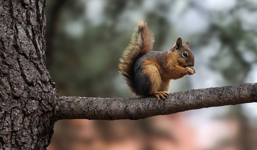 Seğmenler Parkı'nın sevimli sakinleri