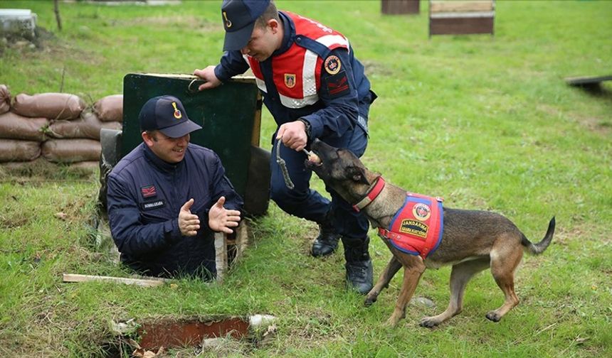Jandarma köpekleri "Mermi" ve "Logo"