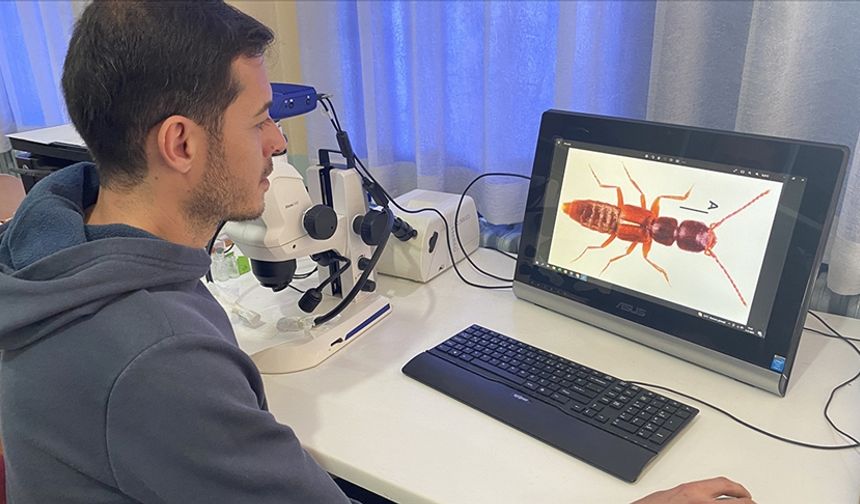 Sivas'taki Yıldız Dağları'nda yeni bir böcek türü keşfedildi