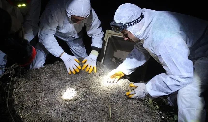 Samsun'da kırmızı orman karıncaları biyolojik mücadele için yeni yuvalarına taşındı